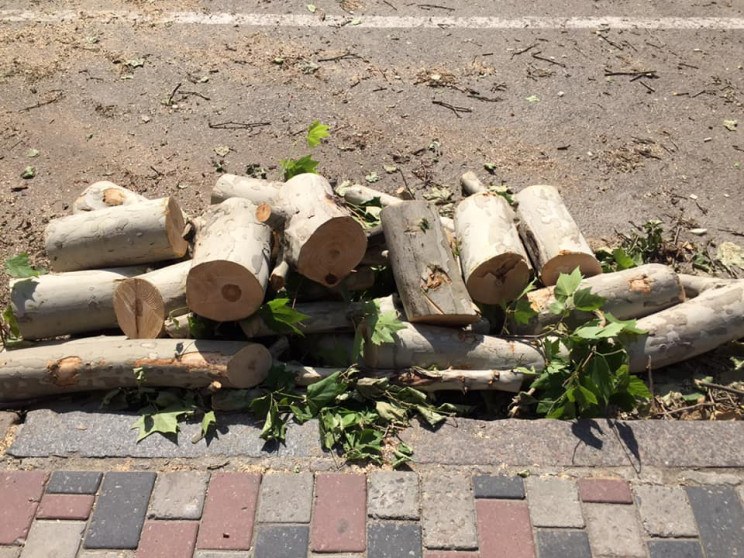 У центрі Дніпра містяни боронять дерева…