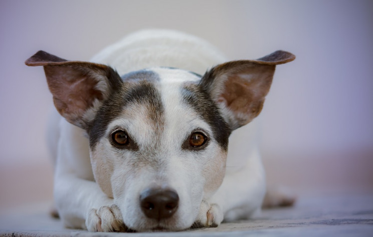 Собаки можуть виявляти коронавірус з точ…