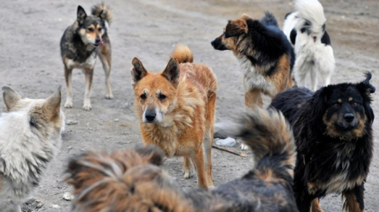 В запорожском селе бездомные собаки разр…