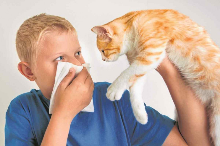 Алергія на тварин: Як її розпізнати та я…
