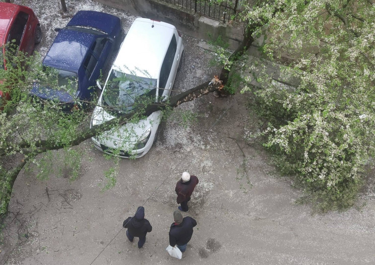 У центрі Львова на автомобіль впало дере…