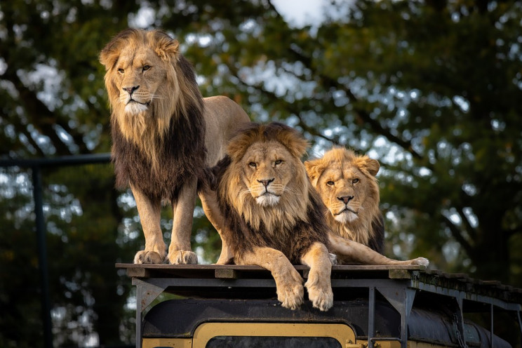 В зоопарке в Индии восемь львов заболели…