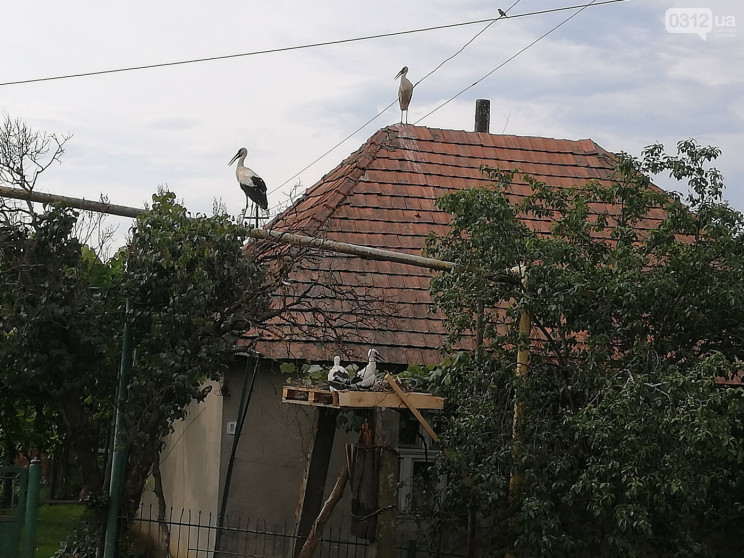 На Іршавщині селяни врятували лелечу род…