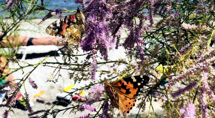 Запорізький курорт заполонили метелики з…