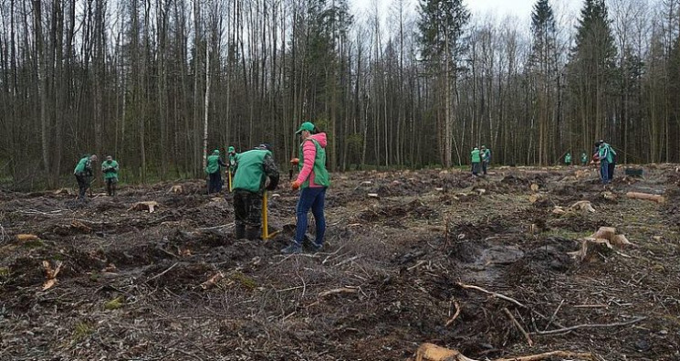 На Хмельниччині висадили майже пів тисяч…