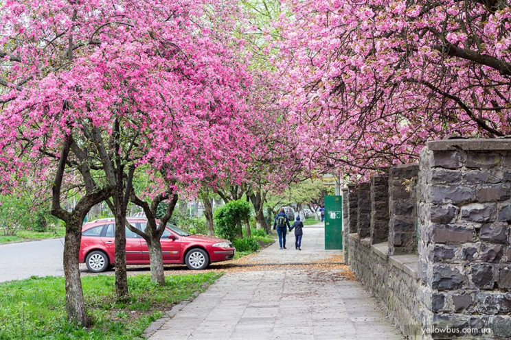 Во время цветения сакур в Ужгород приеха…