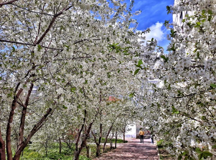 Як весна уквітчала Хмельницький (ФОТОРЕП…