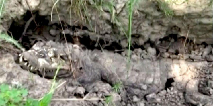 На Черниговщине нашли мертвого крокодила…