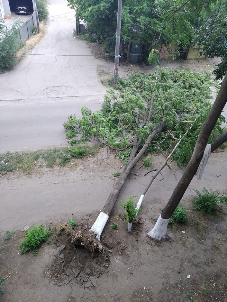 В Днипре дерево упало на дорогу…