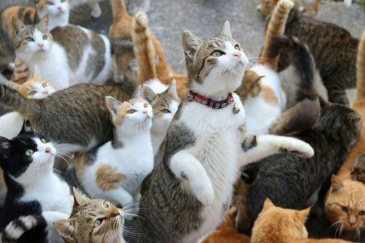 В Харькове изъяли 16 кошек, которых пожи…