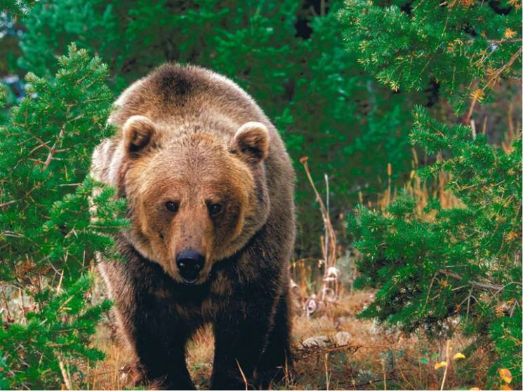 На Прикарпатье свирепствуют медведи: Нап…