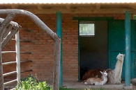 У вінницькому зоопарку поповнення: Лама…