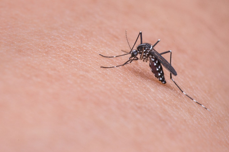 Народні засоби від комарів: Як захистити…