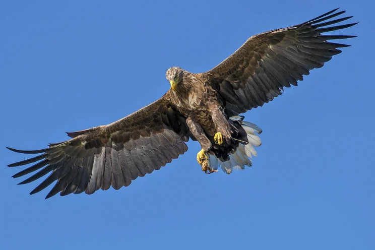 Як птахи атакують дрони: 8 крутих відео…