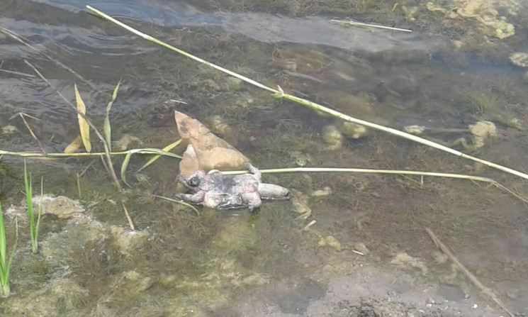 В Павлограде в реке гибнут черепах…