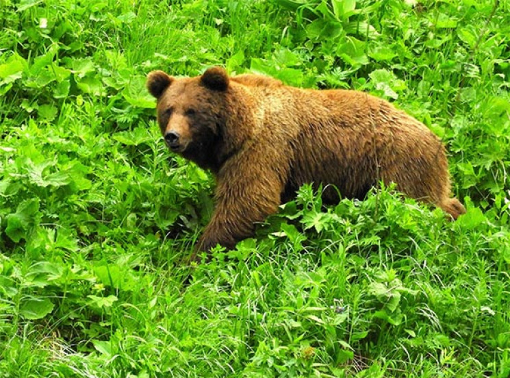 В Кавказькому заповіднику живе ведмідь б…