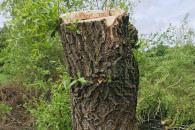 Екологи виявили незаконну вирубку дерев…