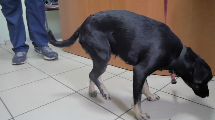 В Харькове ветеринары обследуют собаку,…