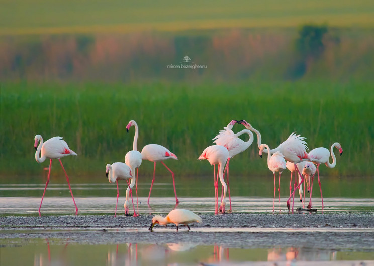Невероятная красота: Румынский фотограф…