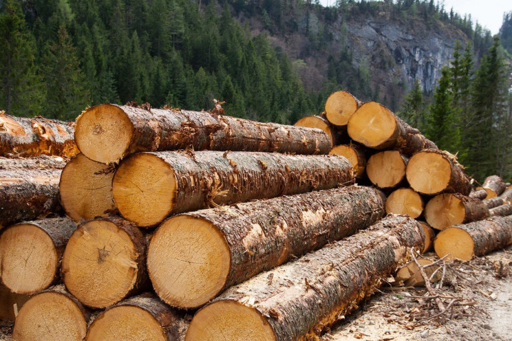 На Косівщині лісники заробили мільйон на…