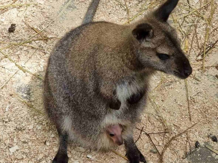 У Вінниці вперше народилося кенгурятко…