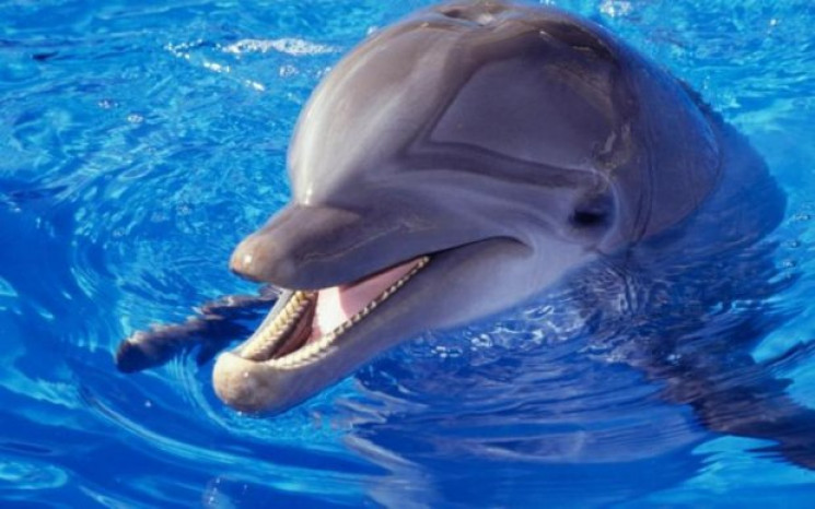 В одеському дельфінарії дельфін вкусив д…