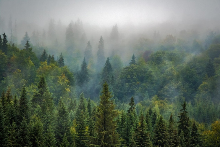 Миллиард деревьев: Зеленский дал старт п…