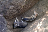 Двоє собак у Кам'янці впали в яму: На до…
