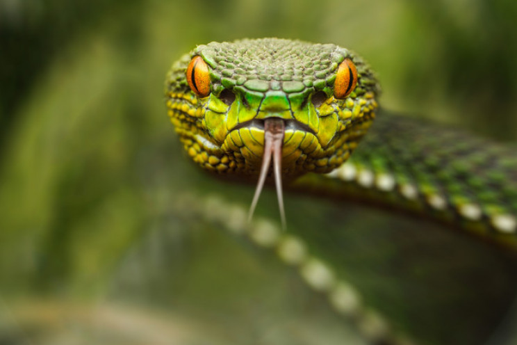 На Сколівщині змія напала на 35-річну жі…