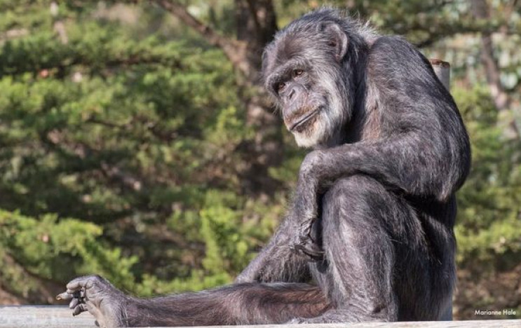Помер найстаріший шимпанзе у світі: Йому…