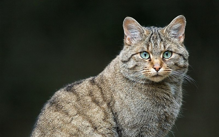У лісах Вінниччини побільшало диких коті…