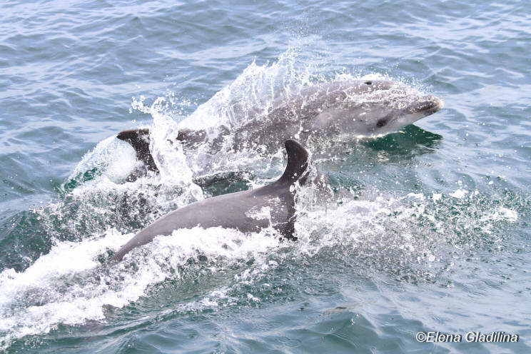 На Одещині порахували дельфінів…