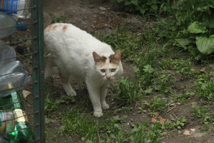 У середу у Львові стартує перепис котів-…