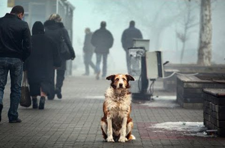 Закарпатцям показали, як на вулицях міст…