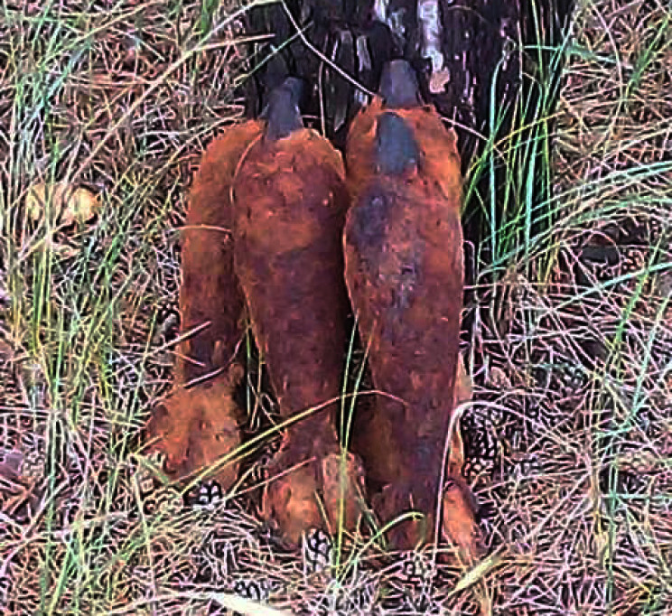 Херсонские лесники нашли в лесу снаряды…