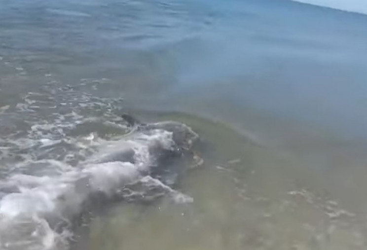 Як на Миколаївщині дельфін шокував відпо…