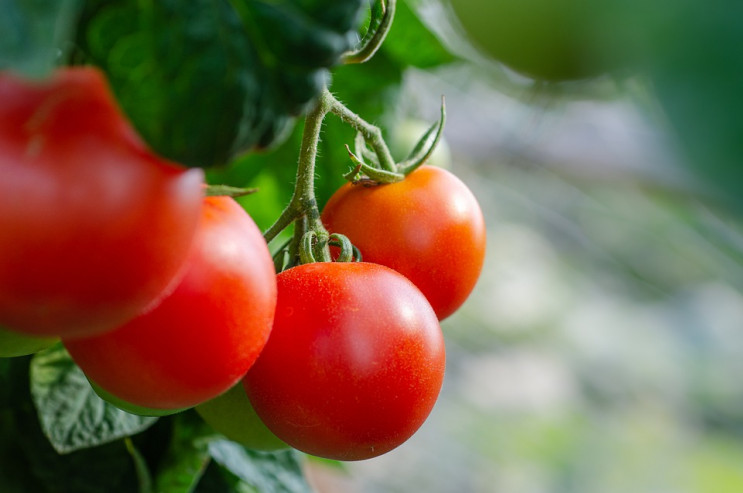 Консервація помідорів: ТОП-5 рецептів та…