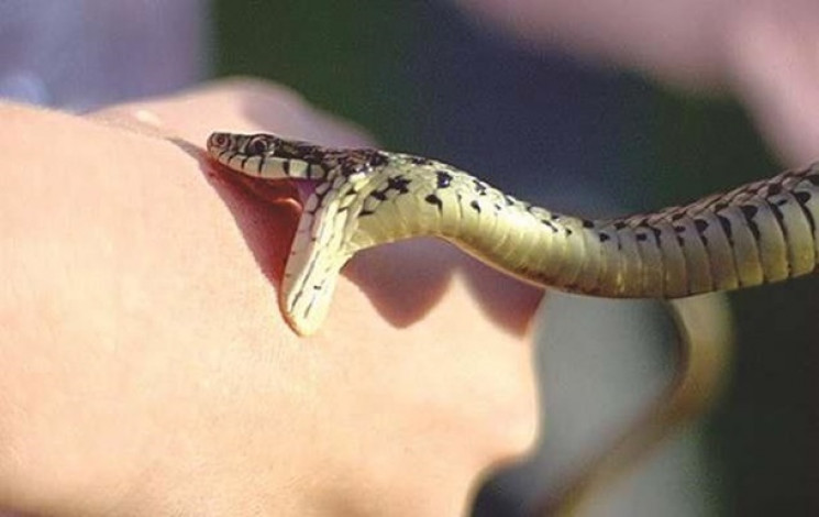 На Стрийщині змія вкусила 14-річного хло…