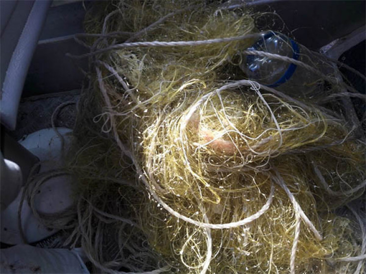 Кубанські браконьєри наловили 220 рибин…