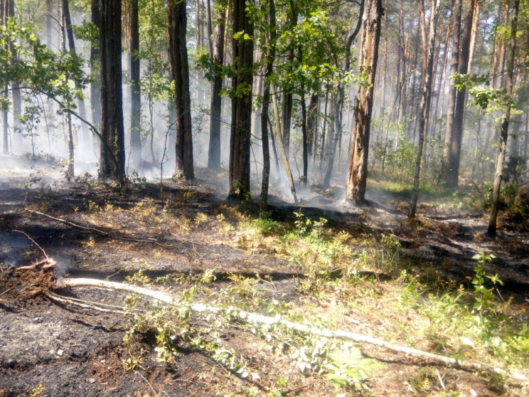 У Новоросійську загорілася лісова підсти…