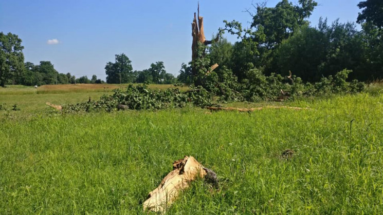 Гроза у Полонному: Блискавка знищила 200…