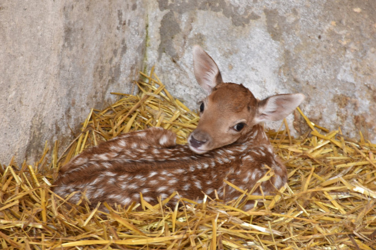 В Одеському зоопарку народилися оленята…