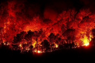 Кіпр потерпає від лісових пожеж: Гинуть…
