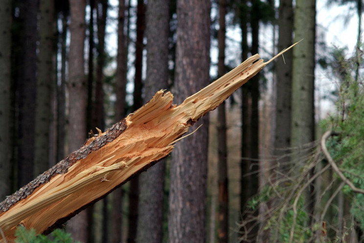 В Геленджику на туриста впало дерево…