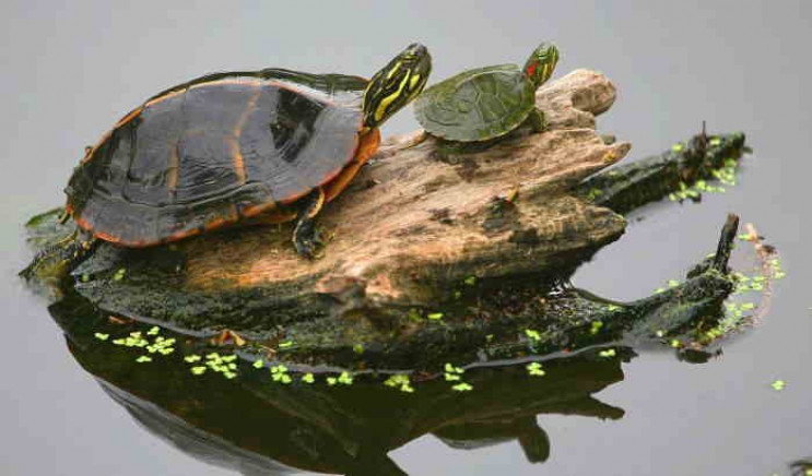 Як проводять літо черепахи на озері у Ль…