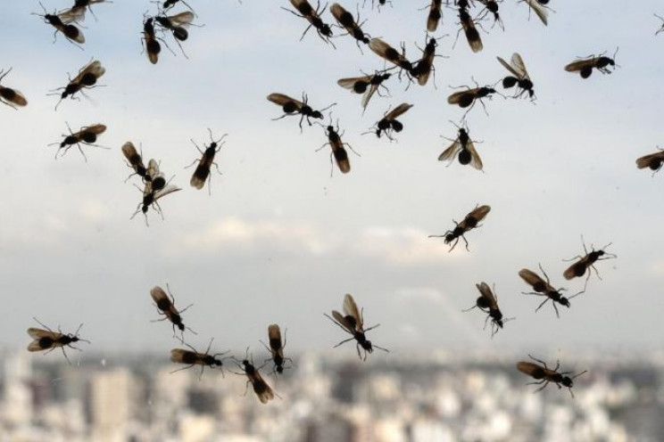 Рій летючих мурах: Фіналу Євро-2020 Італ…