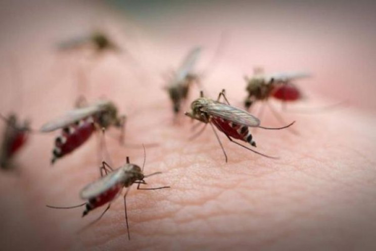 Сезон под угрозой срыва: Полчища комаров…