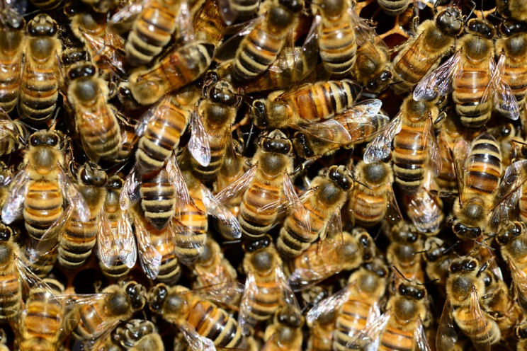 У США чоловіка на смерть покусали бджоли…