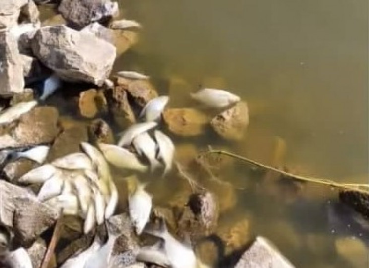На Київщині у річці масово гине риба: Мі…