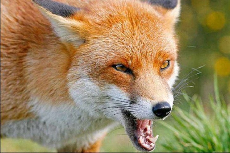 На Дніпропетровщині скажена лисиця напал…